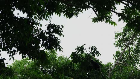Ein-Junges-Individuum-Klettert,-Um-Sich-Auf-Den-Ast-Zu-Setzen,-Und-Springt-Dann-Zu-Einem-Anderen,-Höheren-Ast,-Dusky-Leaf-Monkey-Trachypithecus-Obscurus,-Thailand