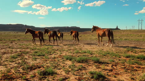 Drone-aerial-view-of-wild-horses-running-in-Arizona