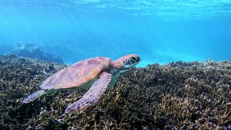 Closeup-Of-A-Sea-Turtle-Swimming-Under-The-Tropical-Blue-Sea---underwater,-side-view