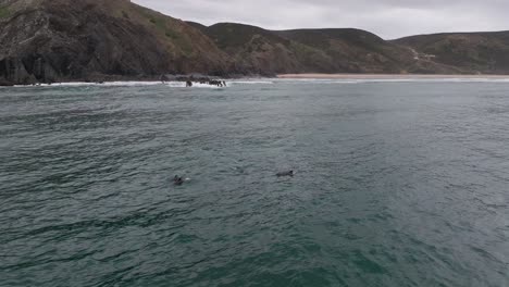 Delfines-Mulares-Nadan-Y-Saltan-Fuera-Del-Agua-En-La-Costa-De-Portugal