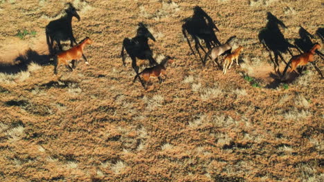 Ikonische-Luftaufnahme-Von-Wildpferden,-Die-In-Arizona-Laufen
