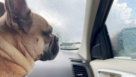 Nahaufnahme-Des-Gesichts-Einer-Französischen-Bulldogge,-Die-In-Einem-Auto-Sitzt-Und-Regentropfen-Betrachtet,-Die-Die-Autofenster-Hinunterlaufen