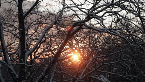 Die-Orangefarbenen-Strahlen-Der-Untergehenden-Sonne-Spähen-Durch-Die-Schneebedeckten-Zweige-Der-Verdrehten-Und-Verworrenen-Bäume-In-Einer-Friedlichen-Wildnis