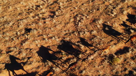 Drone-footage-of-wild-horses-in-Arizona
