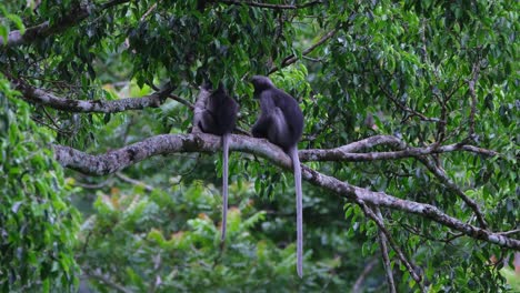 Both-facing-to-the-left-while-sitting-on-a-branch-and-suddenly-turns-to-the-right-and-the-other-changed-position-facing-to-the-right,-Dusky-Leaf-Monkey-Trachypithecus-obscurus,-Thailand