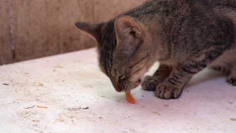 A-cat-eating-a-shrimp