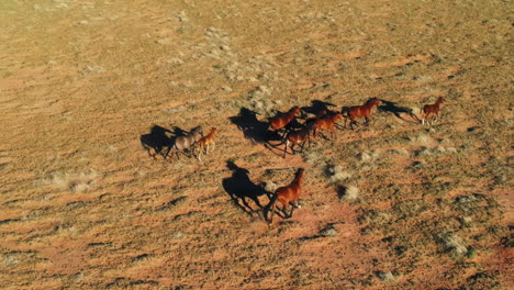 Eine-Herde-Wilder-Pferde,-Die-In-Arizona-Laufen:-Aus-Der-Vogelperspektive