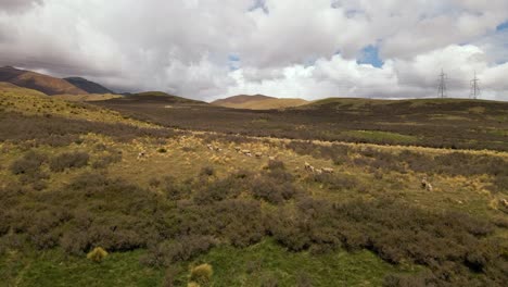 Vista-Aérea-De-Ovejas-Pastando-En-Remotas-Cadenas-Montañosas-De-Nueva-Zelanda
