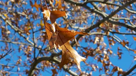 Close-up-shot-of-dried-leaves-during-the-winter-time