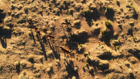 Wild-horses-in-Arizona-seen-from-above:-Drone-flight-footage
