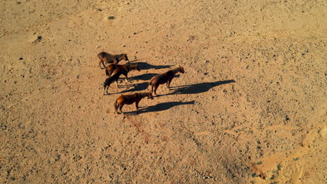 Eine-Luftperspektive-Von-Wildpferden,-Die-In-Arizona-Ruhen