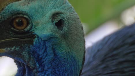 Extreme-Close-Up-Of-Southern-Cassowary-In-Australia