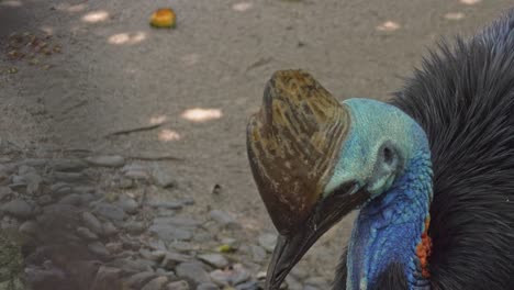 Close-Up-Of-Cassowary,-Largest-Bird---high-angle
