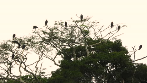 Group-of-Black-Vultures-sitting-in-tree-branches,-observing-the-landscape