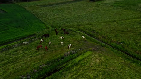 Beautiful-Drone-Aerial-Top-Down-Shot-of-Horses-in-field