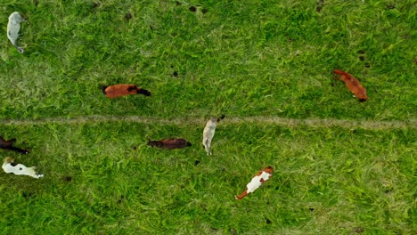 Beautiful-Drone-Aerial-Top-Down-Shot-of-Wild-Horses