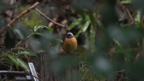 Colorful-male-daurian-redstart-perching-on-block-of-wood-surrounded-by-wild-plants