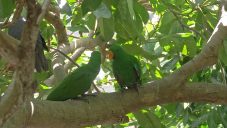 Couple-Of-Green-Eclectus-Parrots-On-The-Tree-Branch---closeup