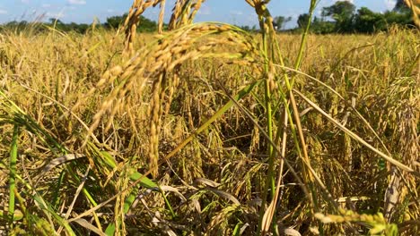 Endless-rice-crop-field-in-Bangladesh,-tilt-up-reveal-view