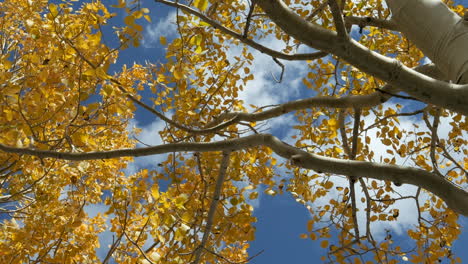 Blick-Nach-Oben-Auf-Gelbgoldene-Espenbaumblätter,-Die-Im-Wind-Mit-Blauem-Bewölktem-Himmel-Wehen