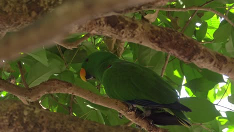 Eclectus-Parrot-Perched-On-A-Tree---close-up