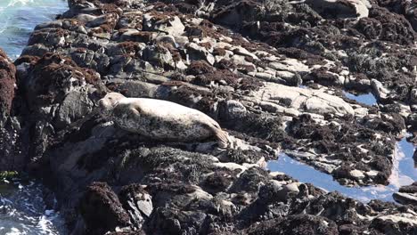 Seal-sitting-on-rocks-by-ocean