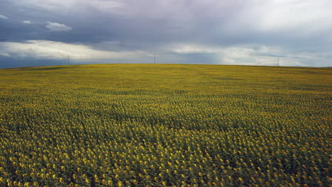 Drohnenaufnahmen-Eines-Sonnenblumenfeldes-Zeigen-Reihen-Von-Hohen,-Gelben-Blumen,-Die-Sich-Im-Wind-Wiegen