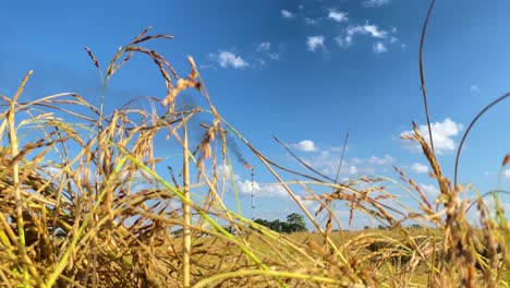 Brennendes-Gas-Und-Schwarzer-Rauch-Des-Pflanzenturms-Hinter-Reispflanzen,-Handheld-Ansicht