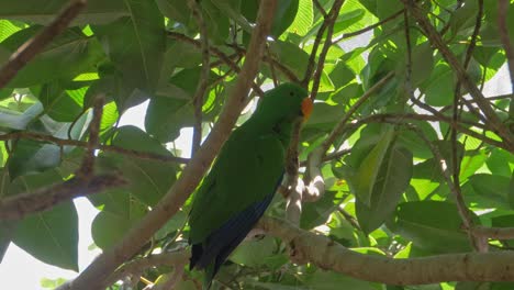 Male-Eclectus-Parrot-Perching-In-Green-Tree---closeup