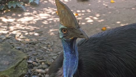 Close-Up-View-Of-A-Curious-Cassowary-In-The-Forest