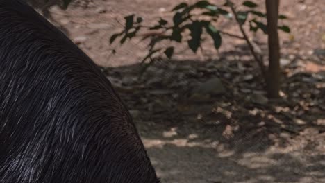 Close-Up-Of-A-Feeding-Cassowary-In-The-Rainforest