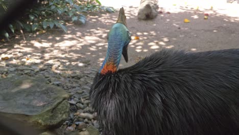 Cassowary-Preening-Its-Feathers---close-up