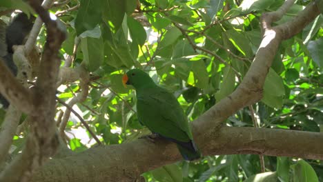 Adult-Male-Eclectus-Parrots-Perching-On-Tree-Branch-In-Queensland