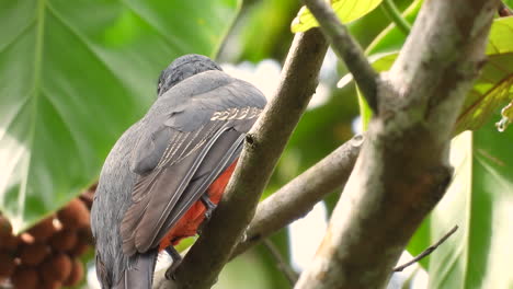 Slaty-tailed-trogon-female-standing-on-branch-and-flying-away