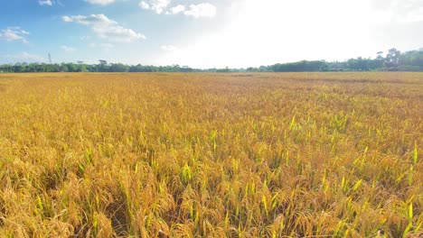 Endless-golden-field-of-paddy-rice-growing-farmland-on-sunny-day-in-Bangladesh,-pan-left