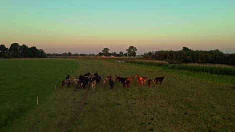 Drone-Aerial-Shot-of-cows-running-in-field-during-sunrise