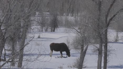Shot-of-a-moose-sifting-through-snow-in-western-Wyoming
