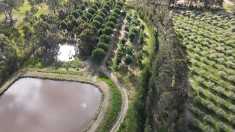 Drone-aerial-pan-to-organic-permaculture-from-arid-agricultural-land