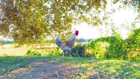 Powerful-rooster-walking-in-local-farm-on-sunny-warn-day