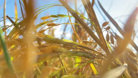Sonnenschein-Strahlt-Durch-üppiges-Reispflanzenfeld,-Bewegungsansicht