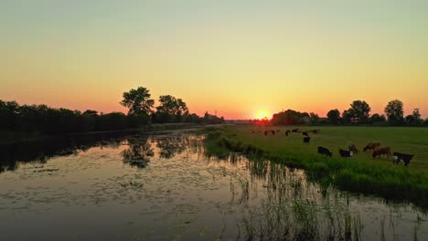Stunning-Drone-Aerial-Sunrise-Shot-above-reflective-peaceful-lake-and-grazing-herd-of-cows