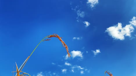 Single-stem-of-rice-plant-growing-against-blue-sky,-view-from-bellow