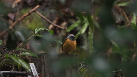 Male-Daurian-redstart-perching-and-tail-flicking-on-a-block-of-wood-surrounded-by-wild-plants-before-flying-away-on-a-gloomy-rainy-day