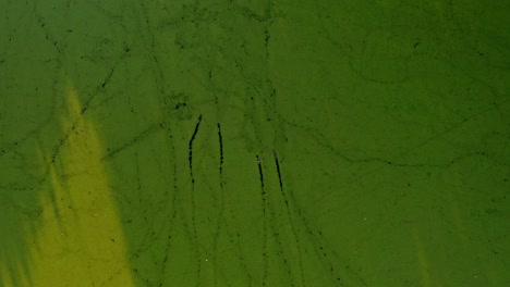 Enten-Schwimmen-Durch-Grünes-Sumpfland-Und-Hinterlassen-Spuren---Drohnenantenne-Von-Oben-Nach-Unten,-Schöne-Aufnahme