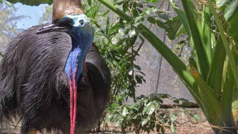 Cassowary-In-The-Woods-Looking-Around---close-up