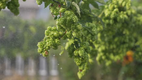 Hops-Garden-ready-for-harvest-with-water-spraying-and-dripping-in-slow-motion