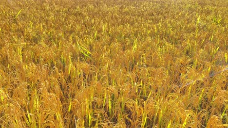 Golden-field-of-paddy-rice-crop-growing,-pan-left-view-from-above