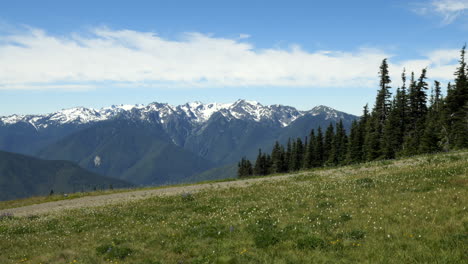 Snow-Capped-Hurricane-Ridge-with-Pine-Trees-and-Green-Field-with-Wildflowers