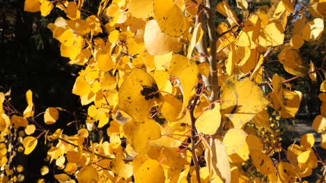 Closeup-Golden-Yellow-Aspen-Leaves-during-Fall-Foliage-in-Great-Basin-Nevada
