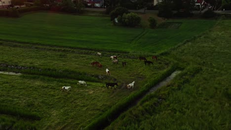 Atemberaubende-Drohnen-Luftbahnaufnahme-Von-Wildpferden-Auf-Dem-Feld-Mit-Sonneneruption